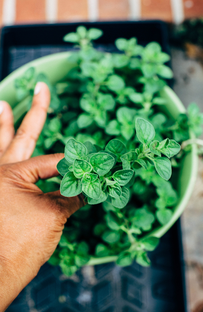 fresh homegrown oregano