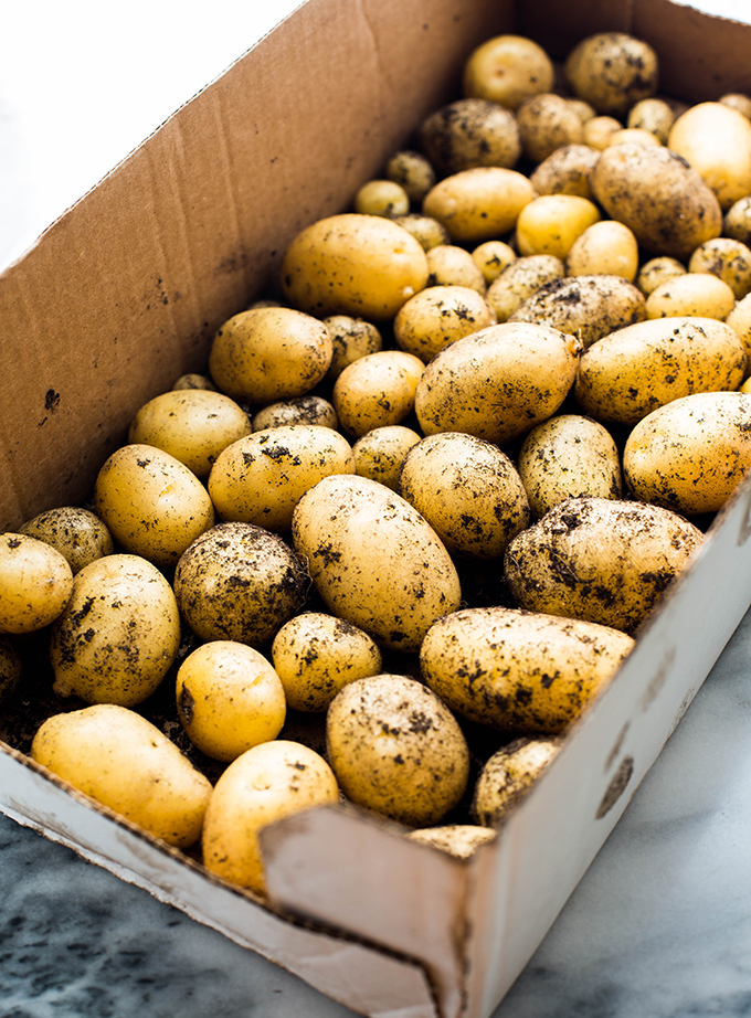 a box of garden grown potatoes 